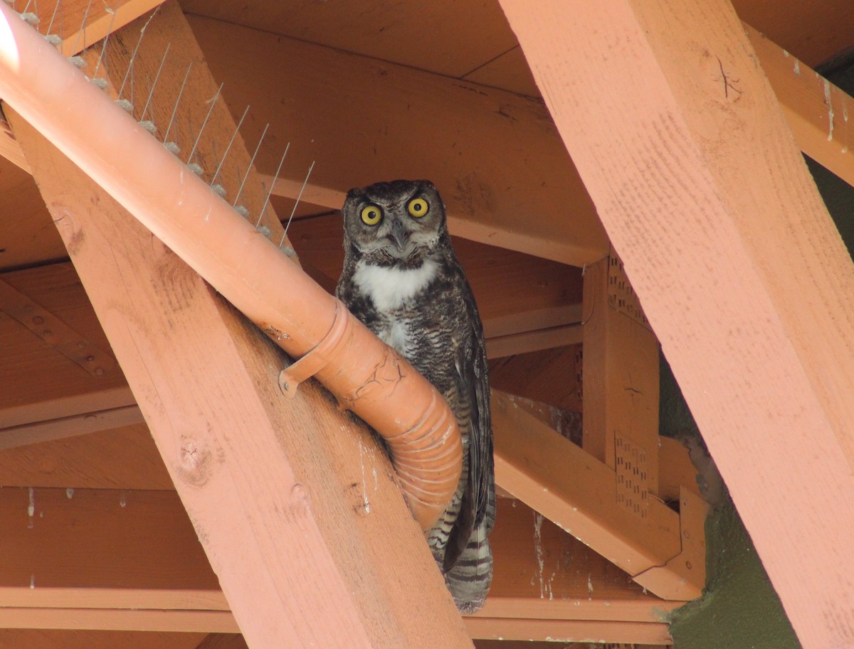 Great Horned Owl - ML621055225