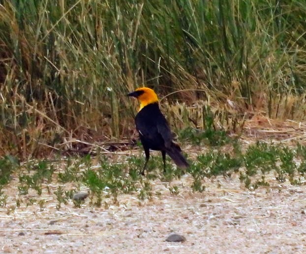 Yellow-headed Blackbird - ML621055227