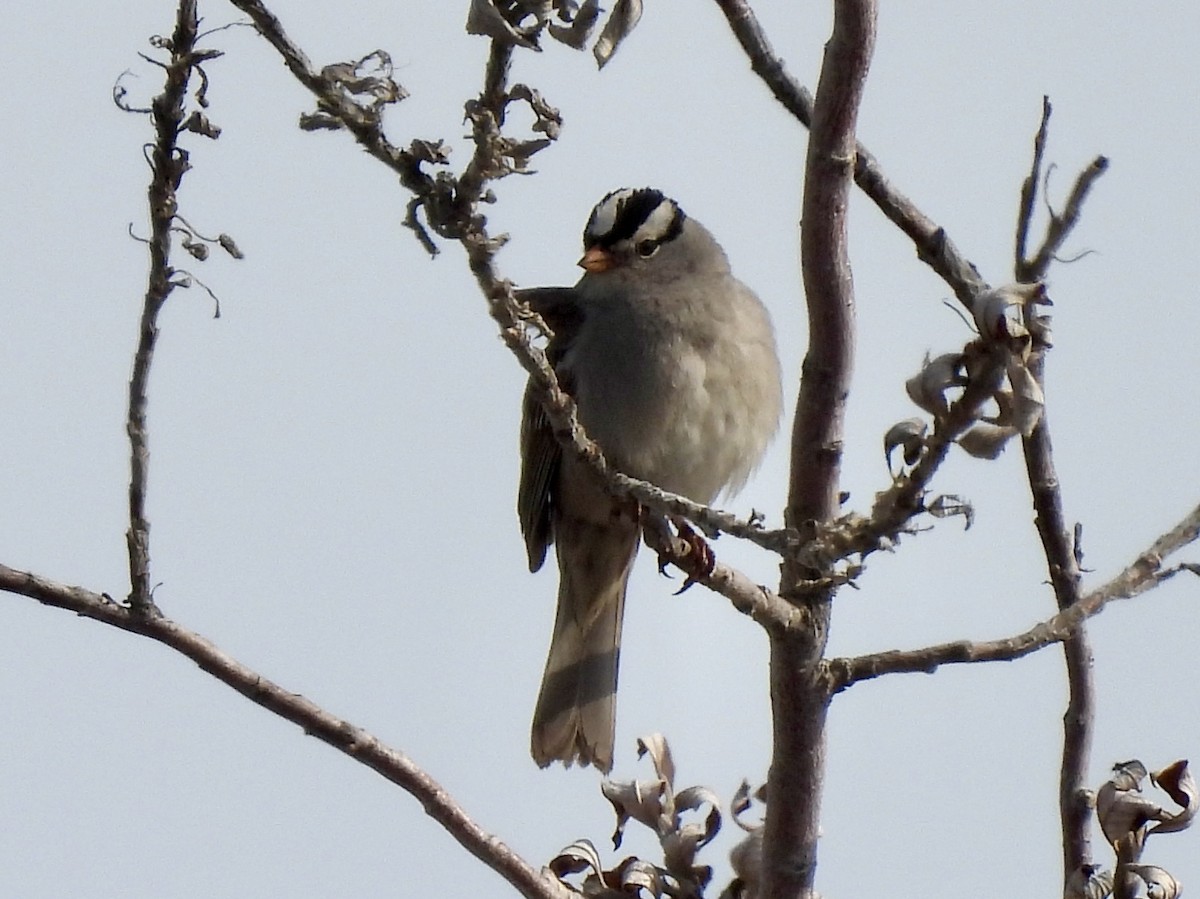 White-crowned Sparrow - ML621055252