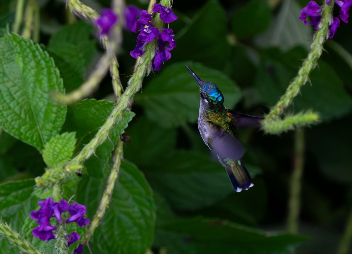 kolibřík fialovohlavý - ML621055264