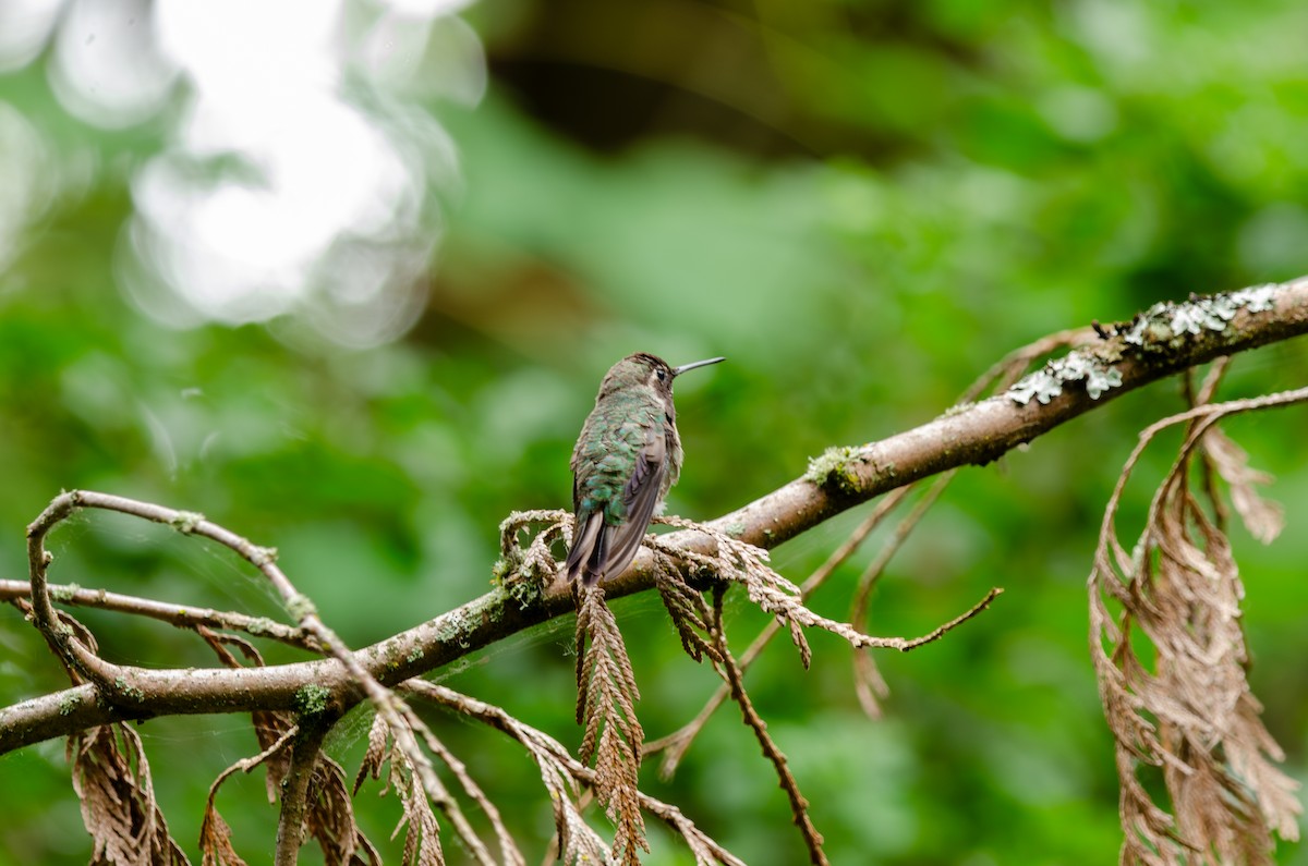 Anna's Hummingbird - ML621055267