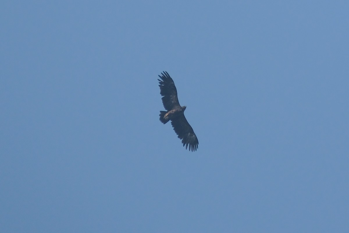 Greater Spotted Eagle - ML621055318