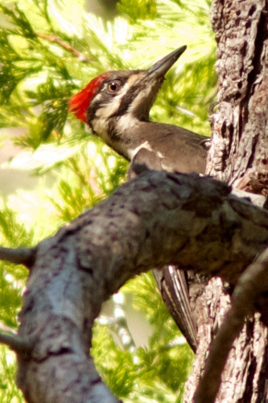 Pileated Woodpecker - ML621055319