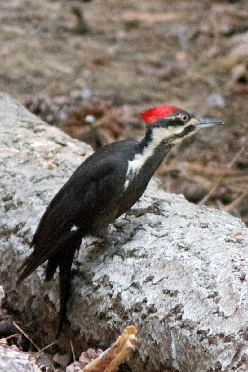 Pileated Woodpecker - ML621055320