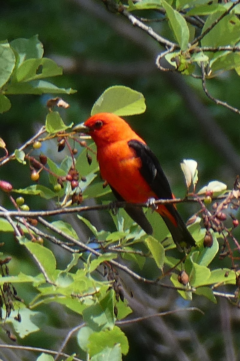 Scarlet Tanager - ML621055327