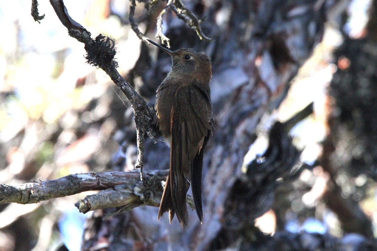 kolibřík duhovohřbetý - ML621055331