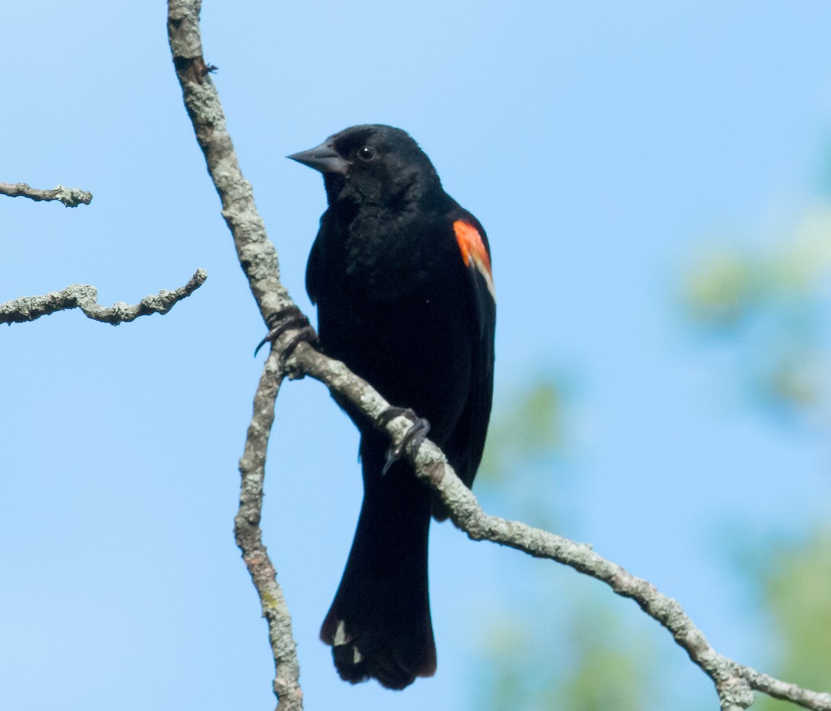 Red-winged Blackbird - ML621055335