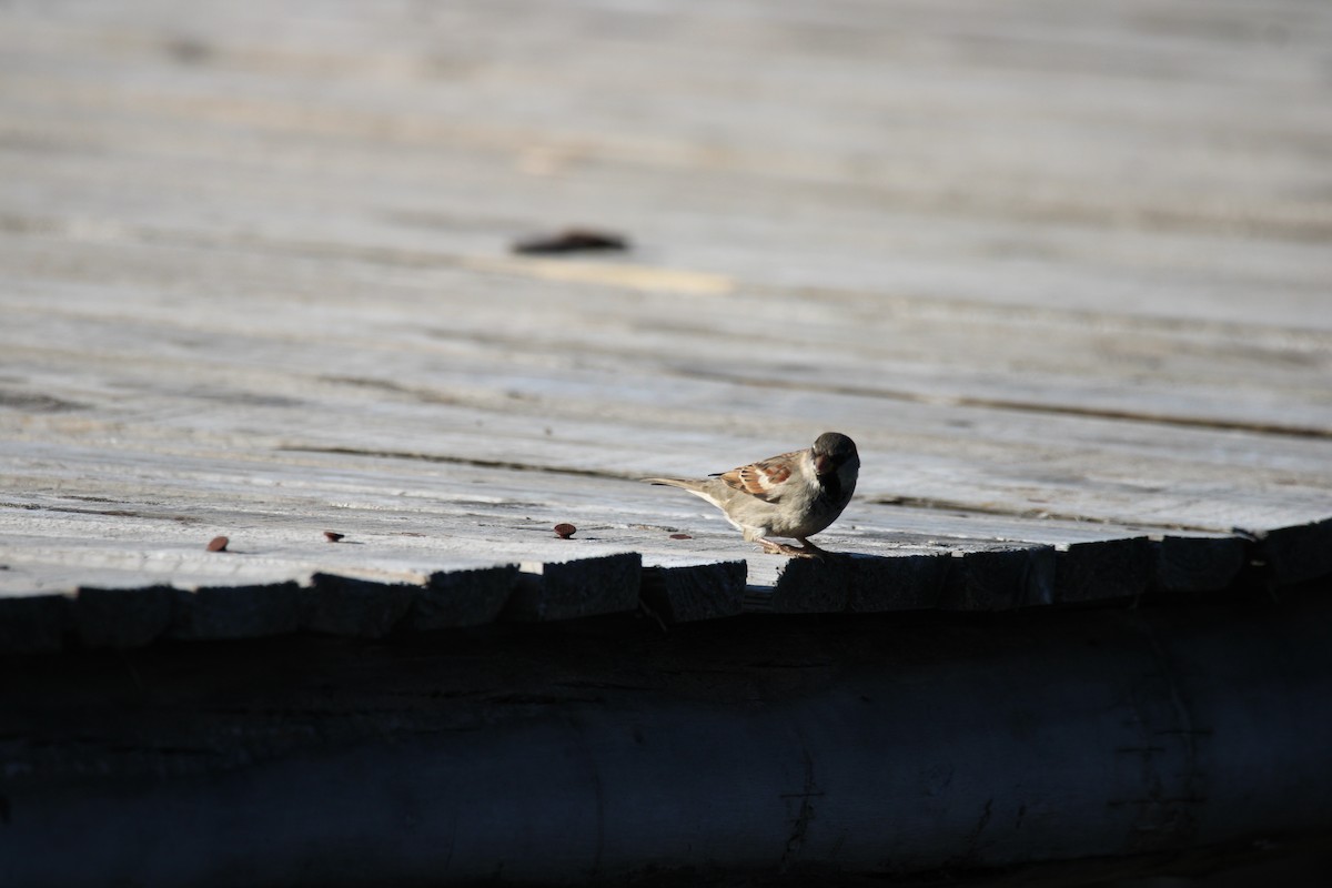 House Sparrow - ML621055353