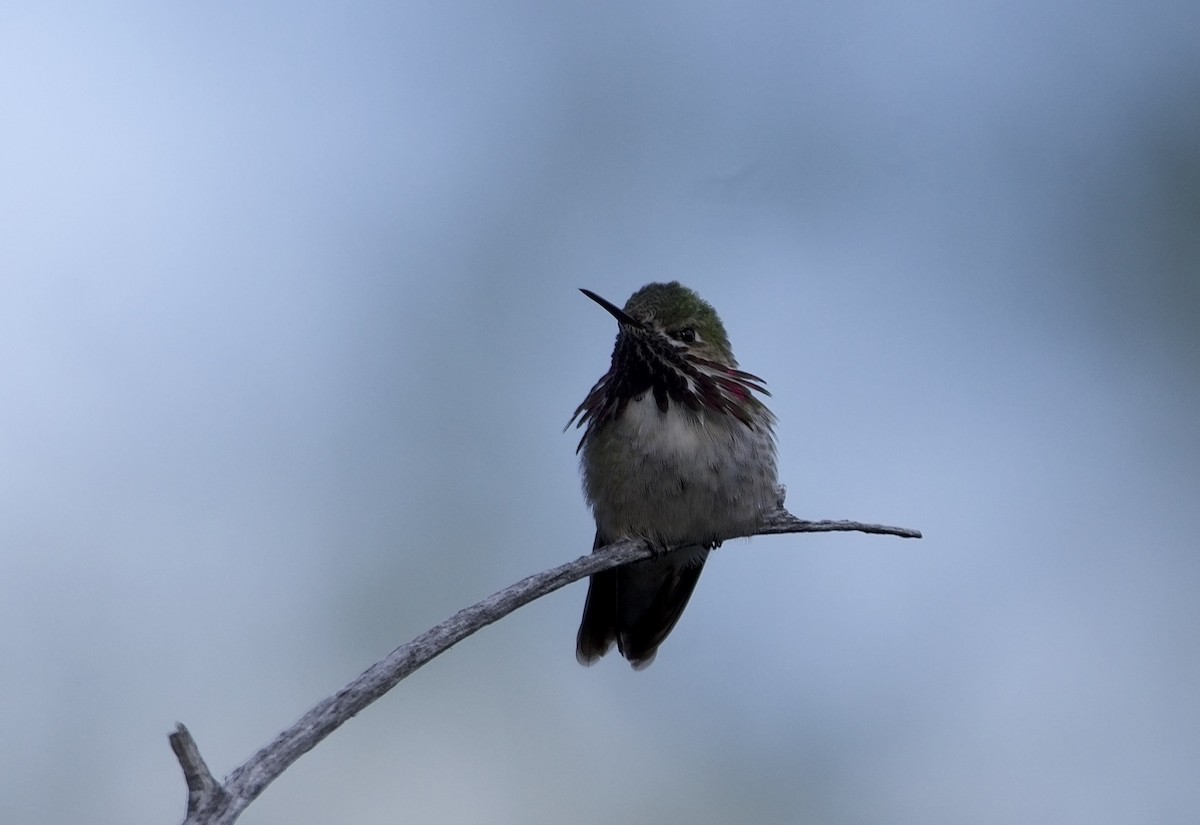 Calliope Hummingbird - ned bohman
