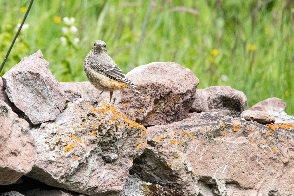 Rufous-tailed Rock-Thrush - Viktor Kochetkov