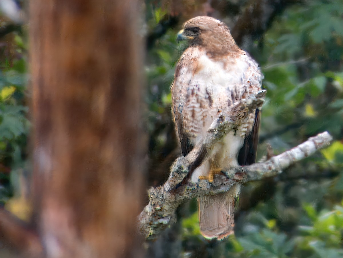 Red-tailed Hawk - ML621055368