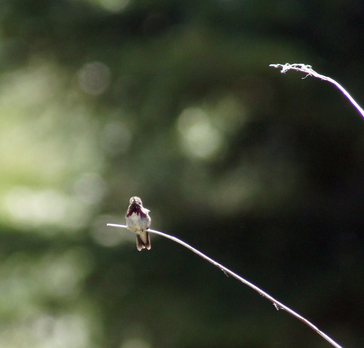 Calliope Hummingbird - ML621055369