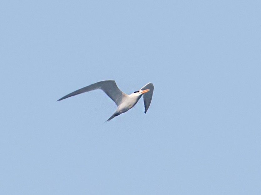 Lesser Crested Tern - ML621055371