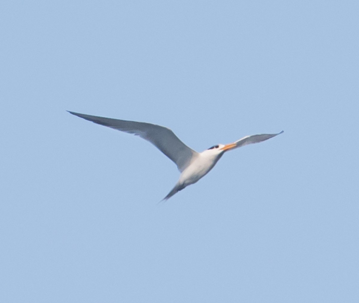 Lesser Crested Tern - ML621055372