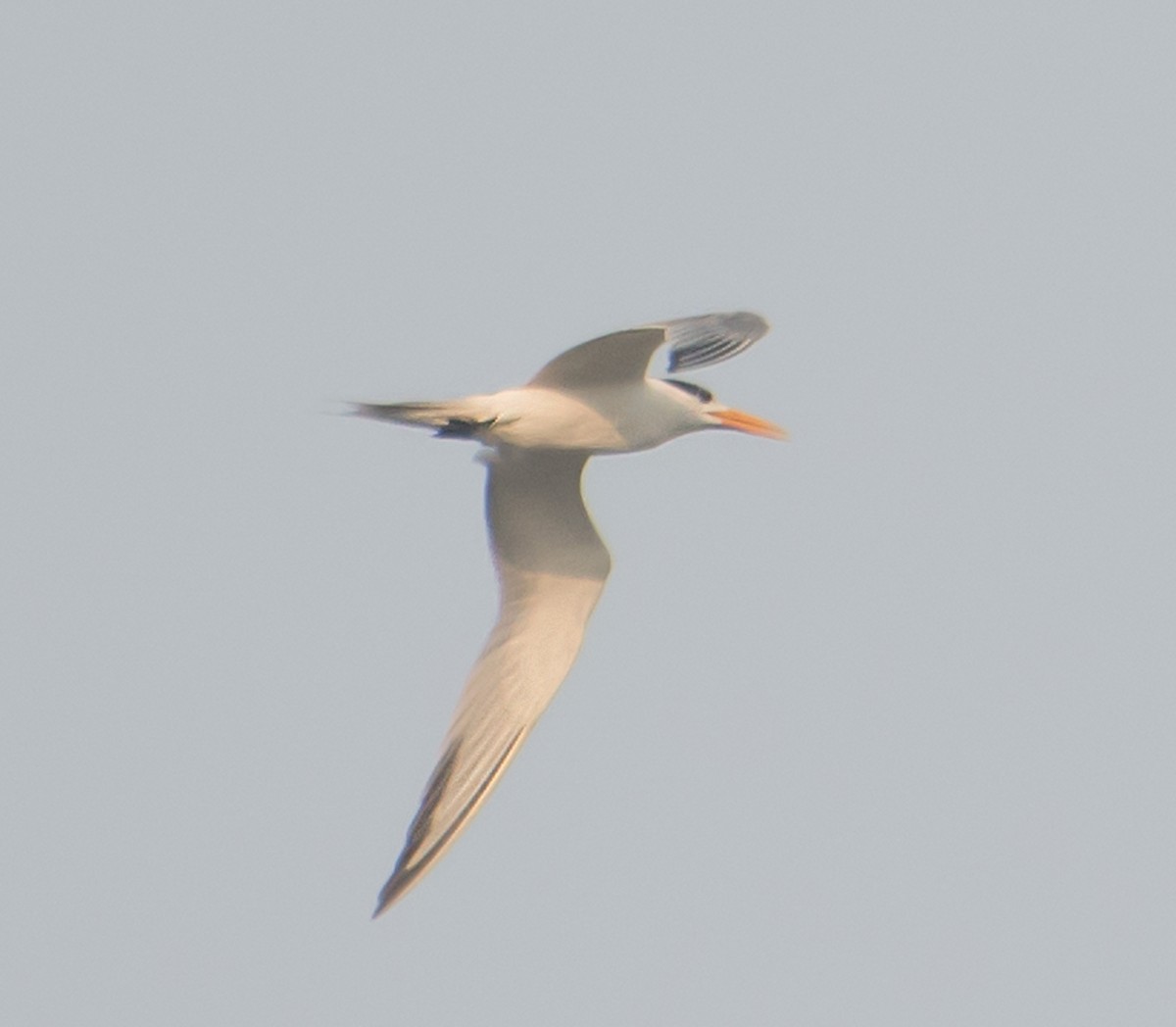 Lesser Crested Tern - ML621055373