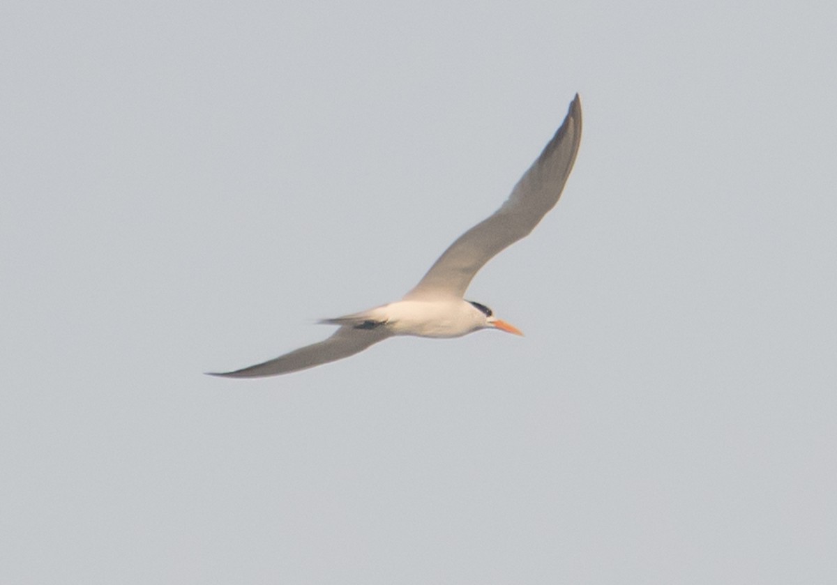 Lesser Crested Tern - ML621055374