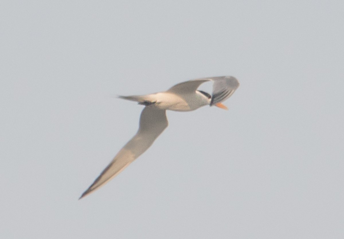 Lesser Crested Tern - ML621055375