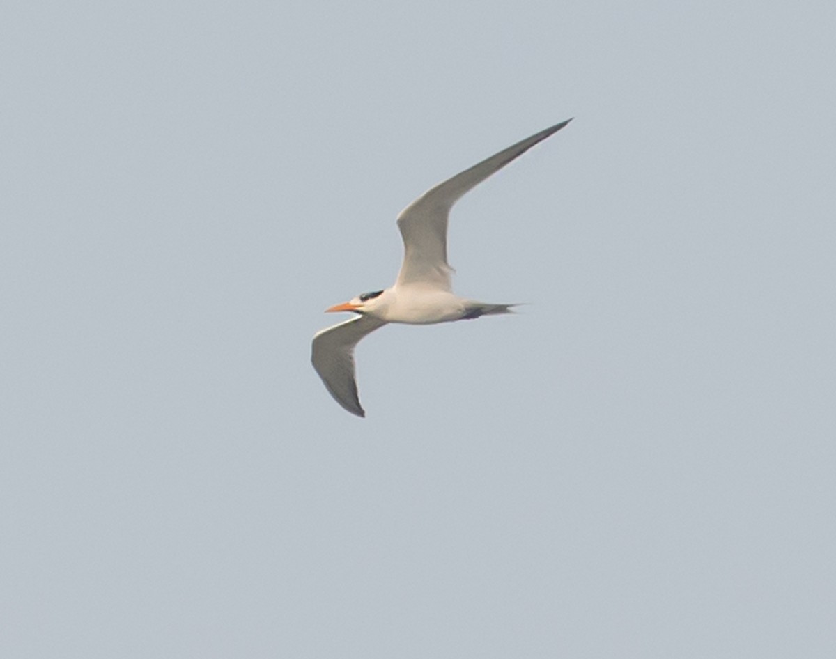 Lesser Crested Tern - ML621055376