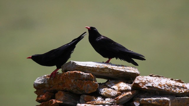 Red-billed Chough - ML621055377