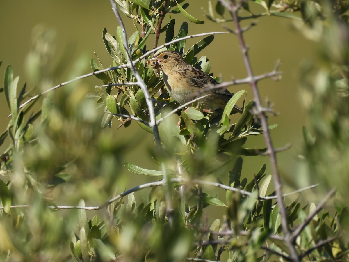 Grasshopper Sparrow - ML621055397
