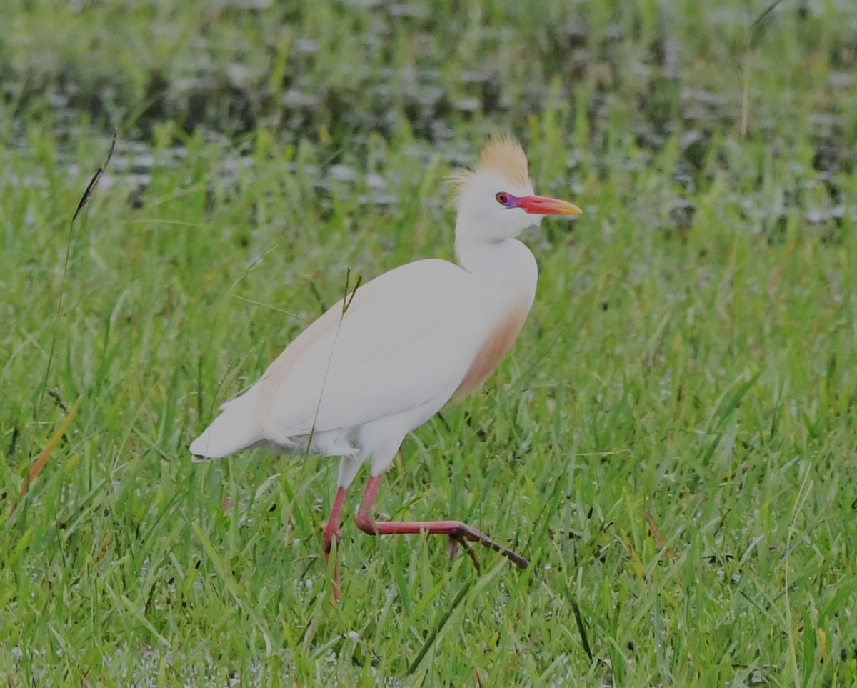 Чапля єгипетська (підвид ibis) - ML621055398