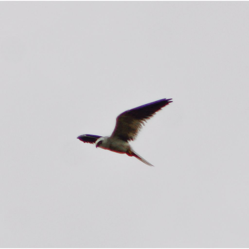 White-tailed Kite - ML621055399