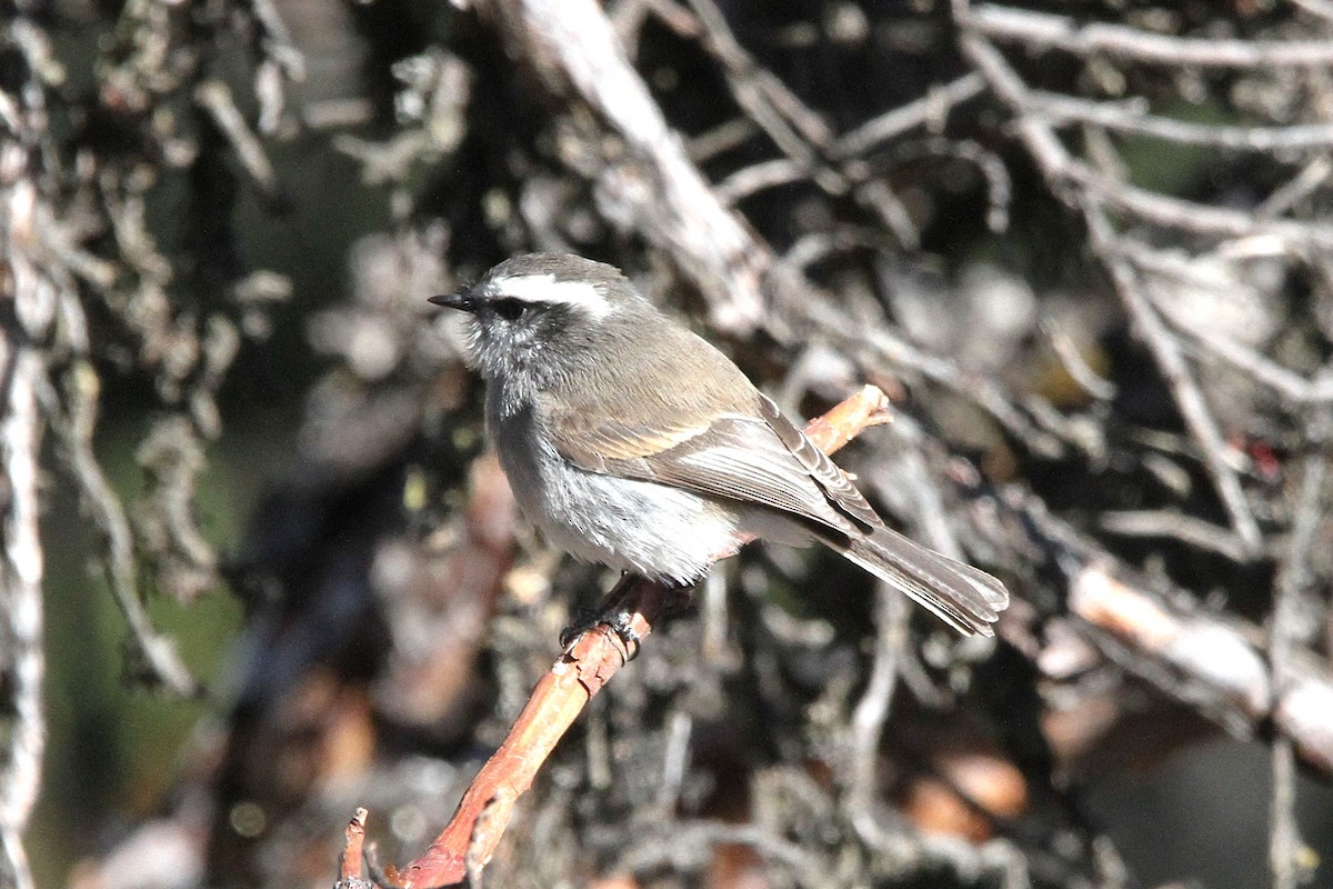 White-browed Chat-Tyrant - ML621055410
