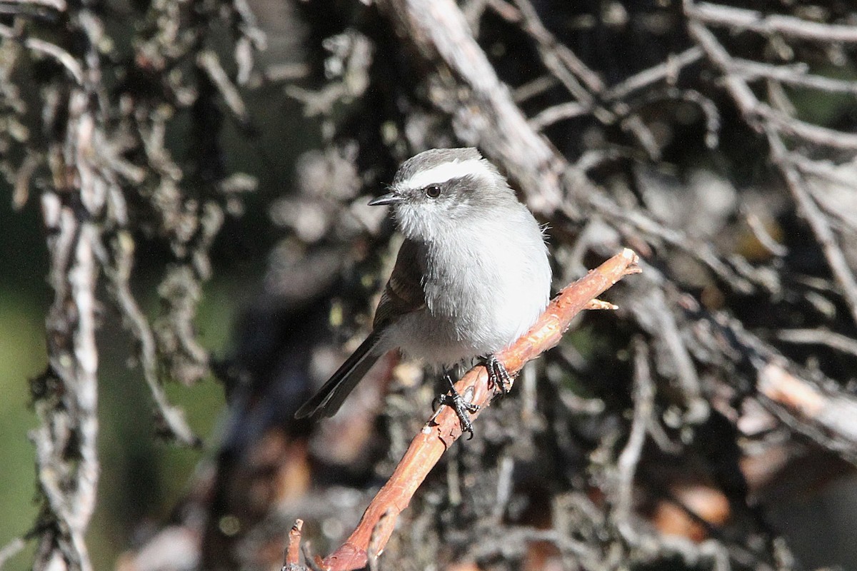 White-browed Chat-Tyrant - ML621055411