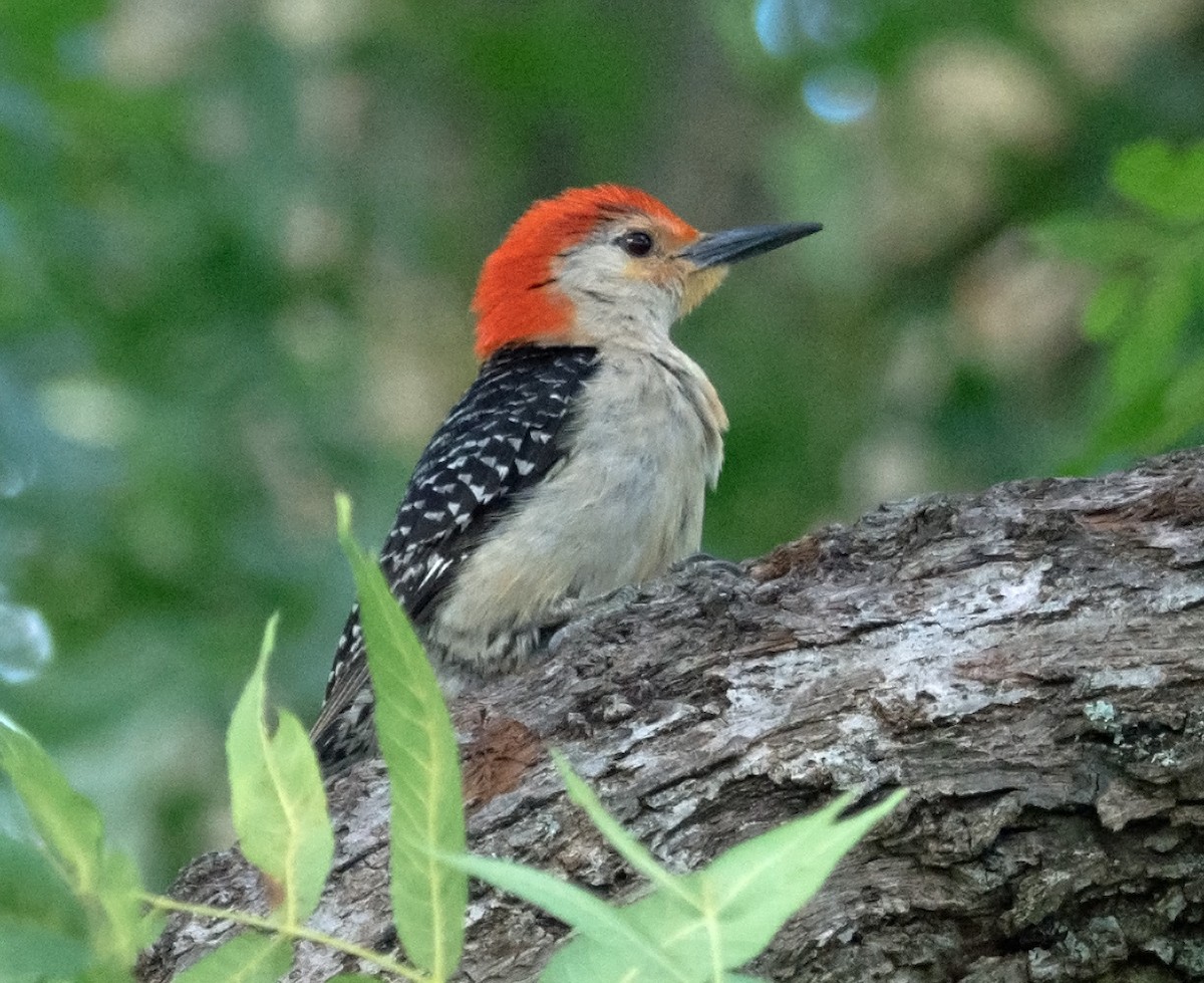 Red-bellied Woodpecker - ML621055412
