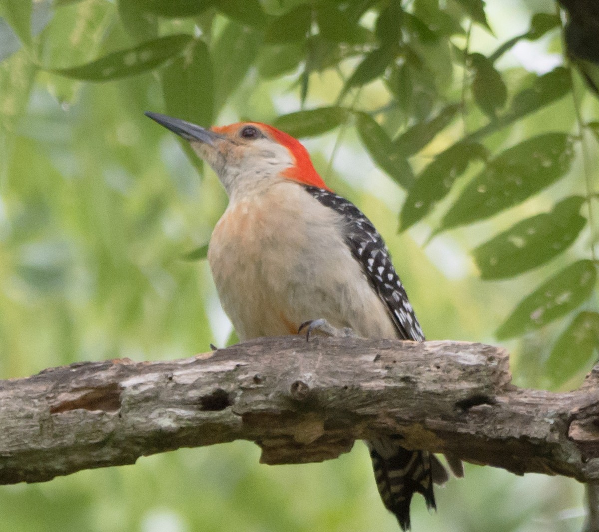 Red-bellied Woodpecker - ML621055413