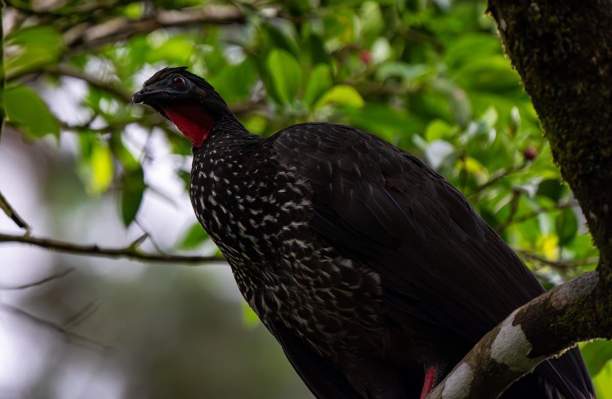 Crested Guan - ML621055417