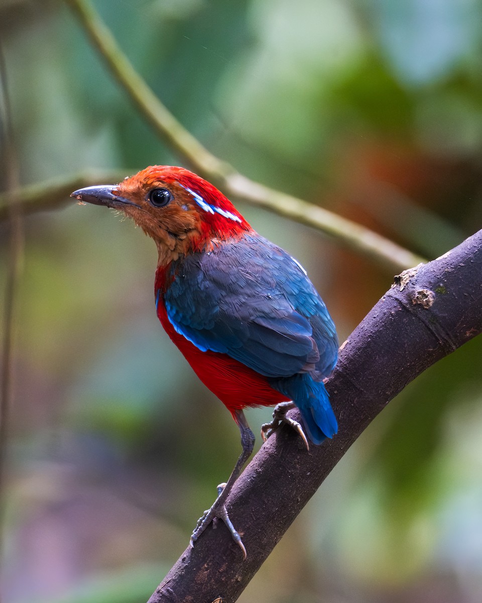 Blue-banded Pitta - ML621055420
