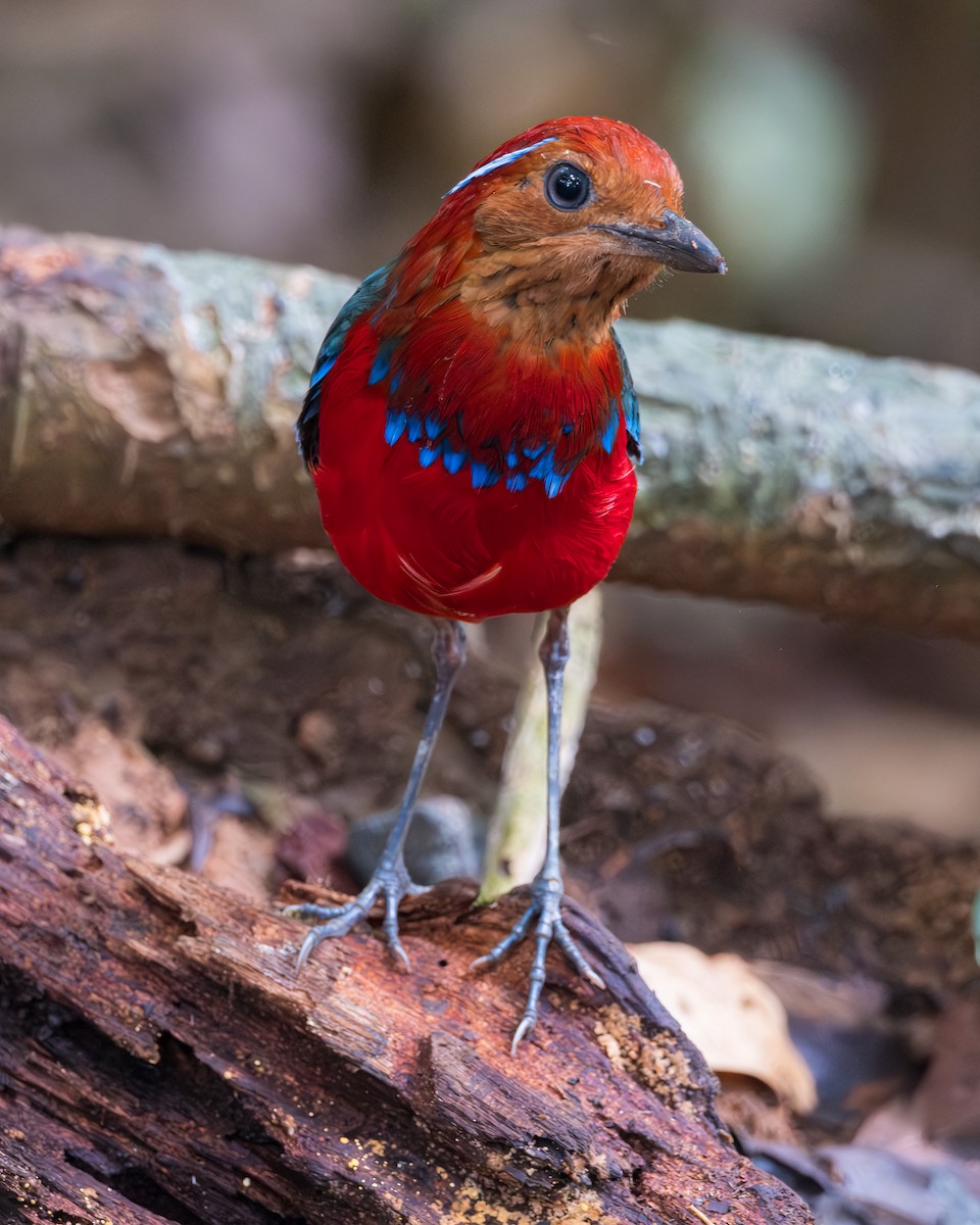 Blue-banded Pitta - ML621055421