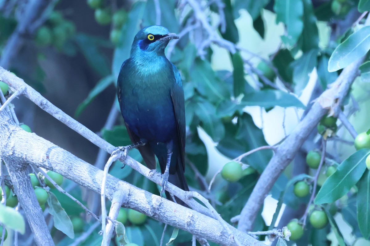 Greater Blue-eared Starling - ML621055428