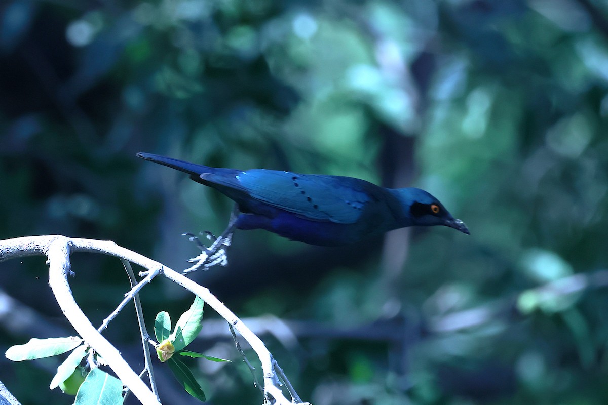 Greater Blue-eared Starling - ML621055429