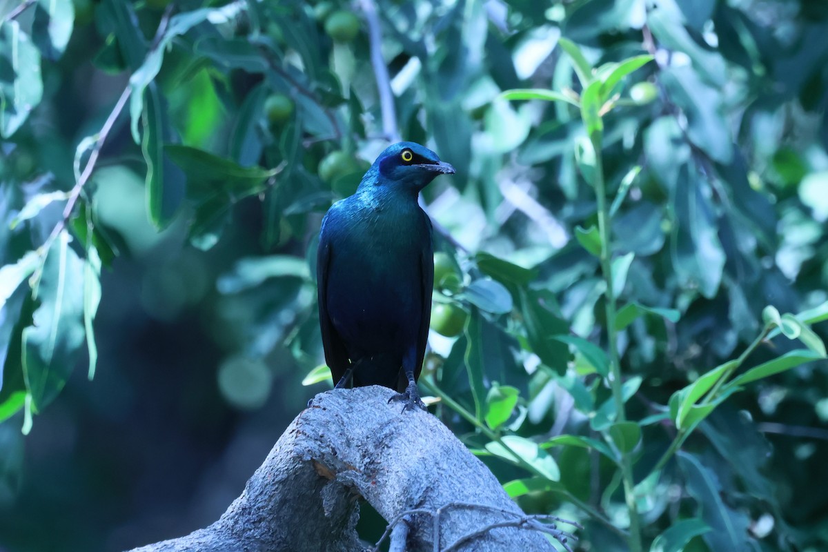 Greater Blue-eared Starling - ML621055430