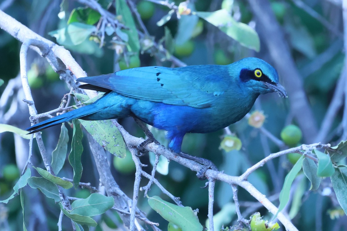Greater Blue-eared Starling - ML621055431