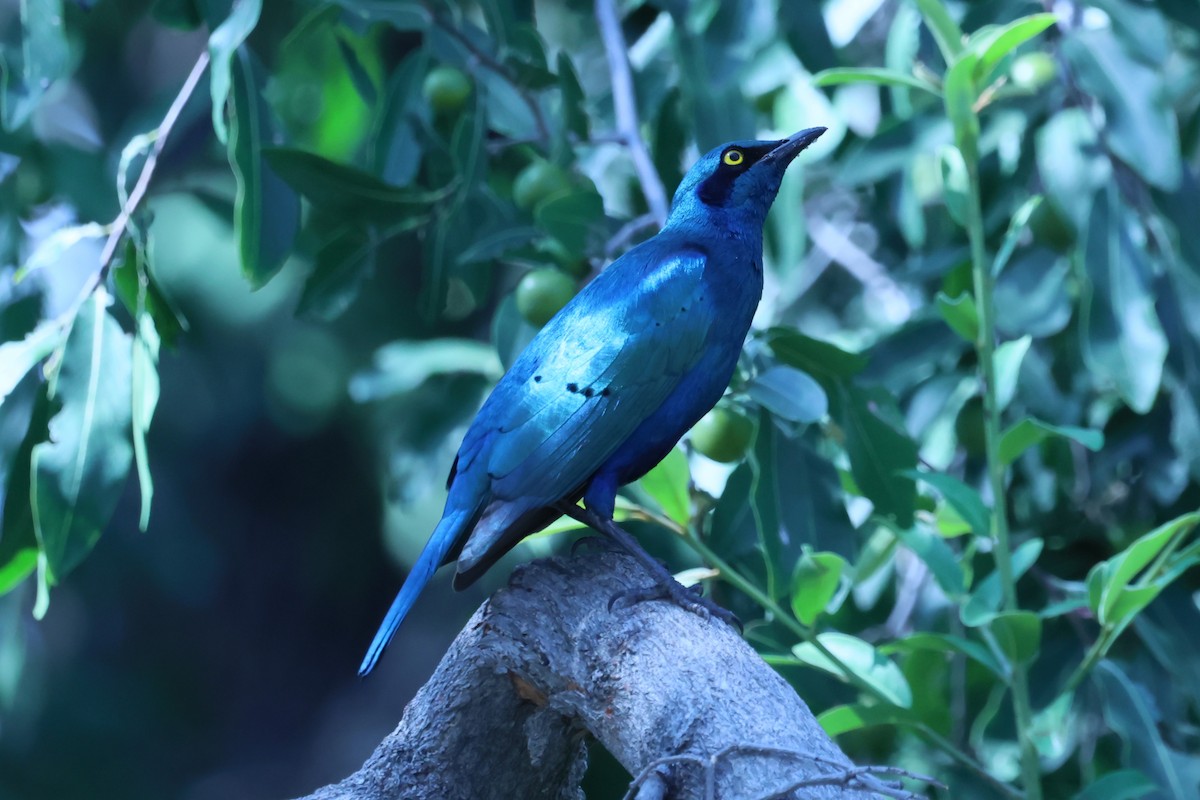Greater Blue-eared Starling - ML621055432