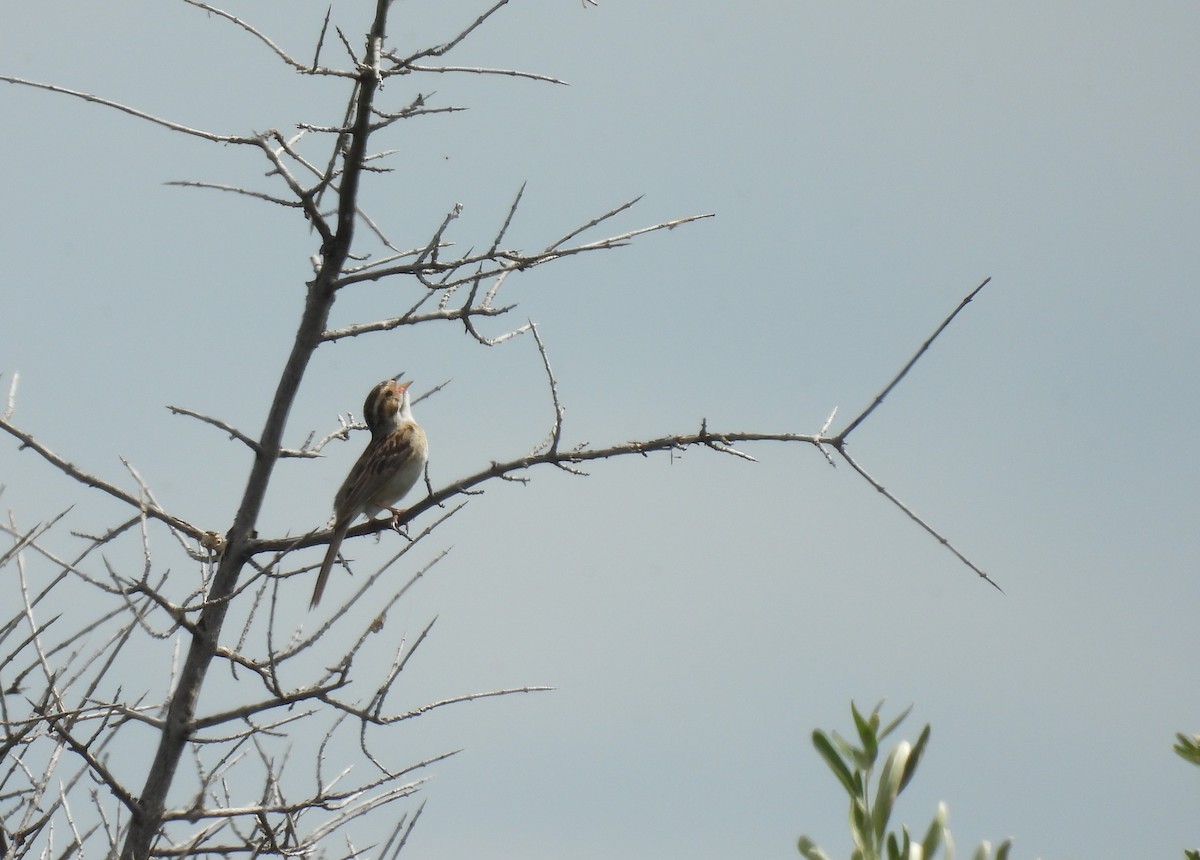 Clay-colored Sparrow - ML621055465