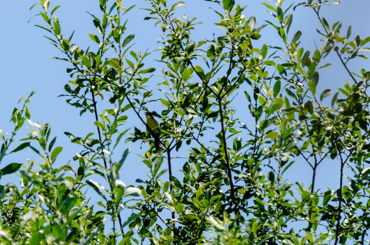 Yellow-breasted Chat - ML621055489