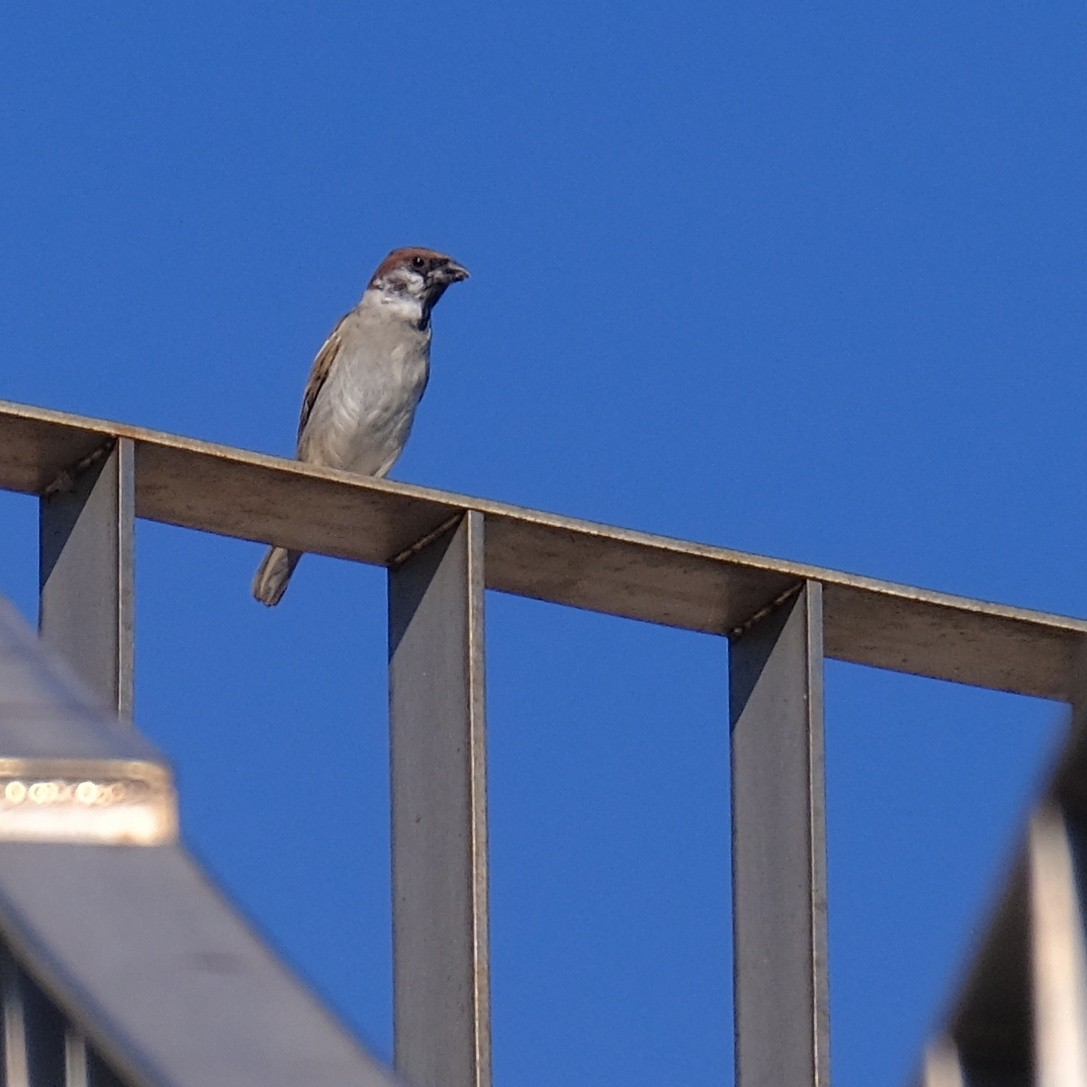Eurasian Tree Sparrow - ML621055517
