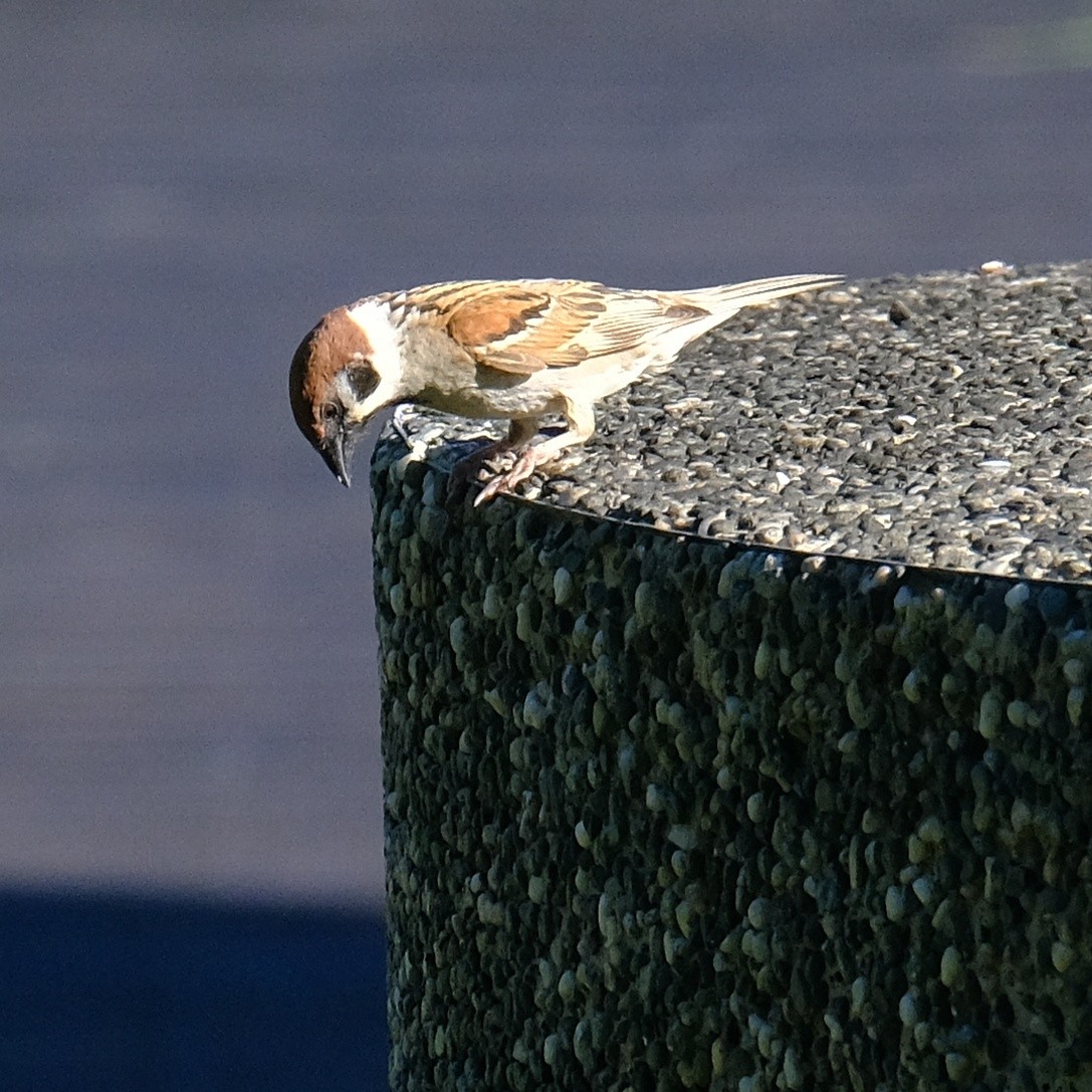 Eurasian Tree Sparrow - ML621055518
