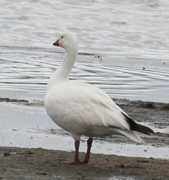 Snow Goose - Ellen Stepniewski