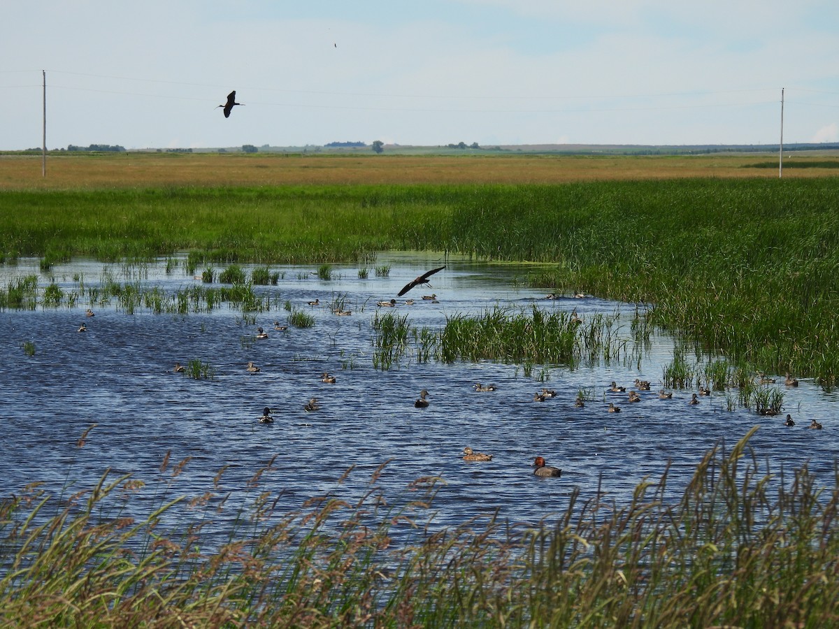 White-faced Ibis - ML621055589