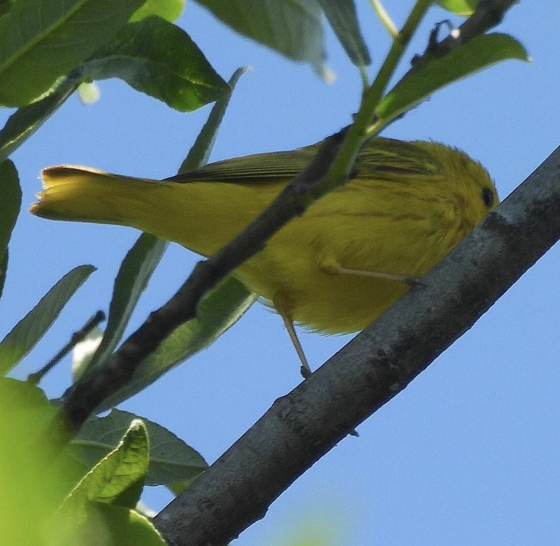 Yellow Warbler - ML621055597