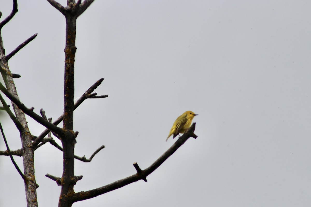 Yellow Warbler (Northern) - ML621055598