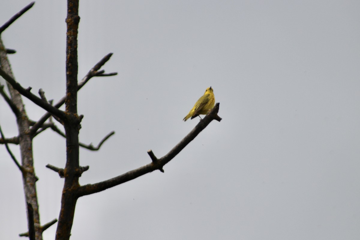 Yellow Warbler (Northern) - ML621055599
