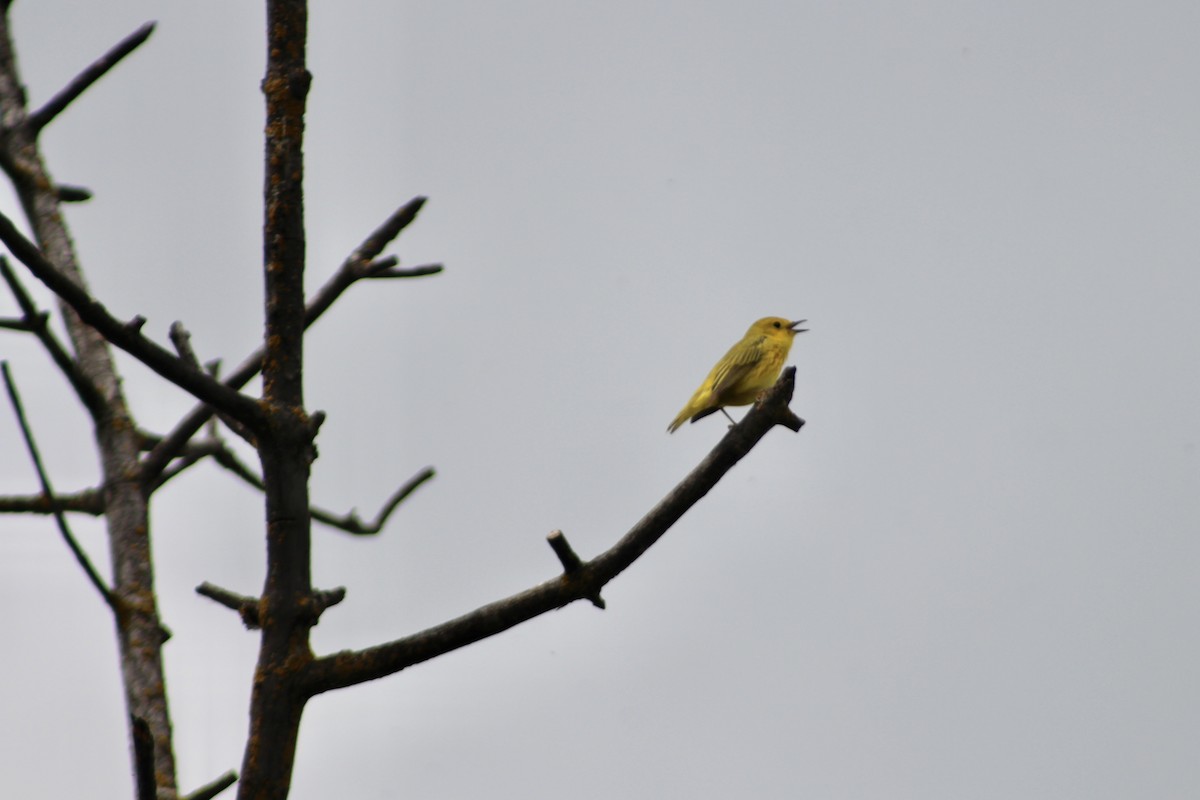 Yellow Warbler (Northern) - Anne R.