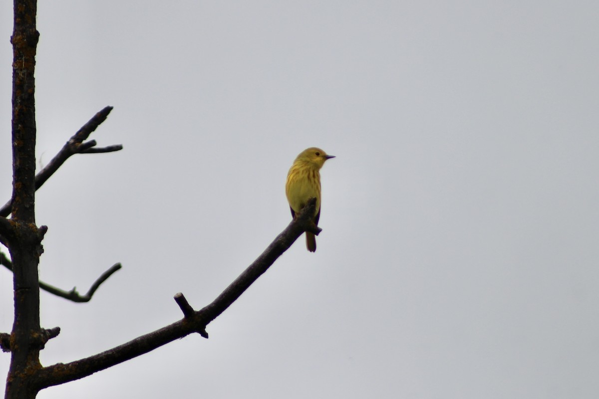 Yellow Warbler (Northern) - ML621055601