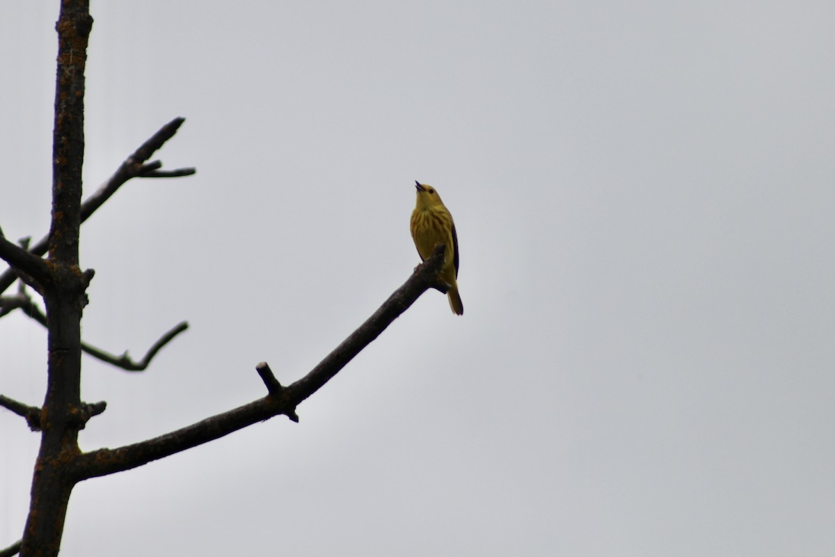 Yellow Warbler (Northern) - ML621055602
